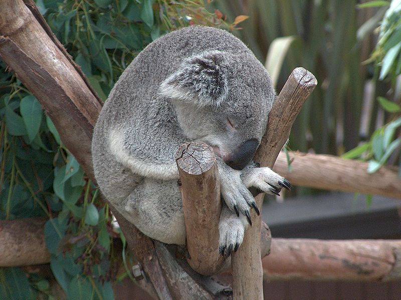 File:Koala02.jpeg