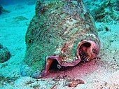 Live snail (on sandy bottom) from the front, showing eyestalks protruding from two large notches in the edge of the lip of the shell, which looks "mossy"