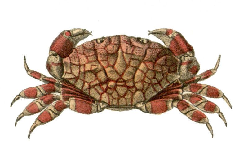 File:Lophozozymus pulchellus.jpg