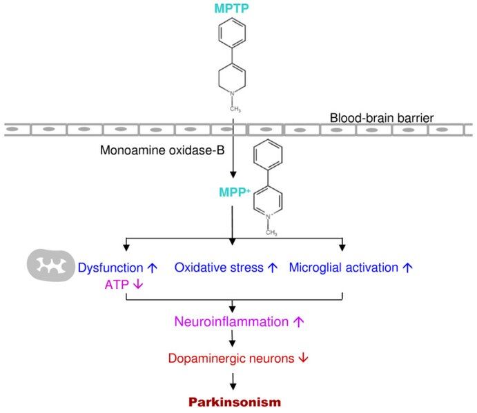 File:MPTP Mechanism.jpg