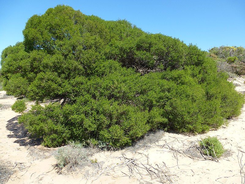 File:Melaleuca cardiophylla (habit).JPG