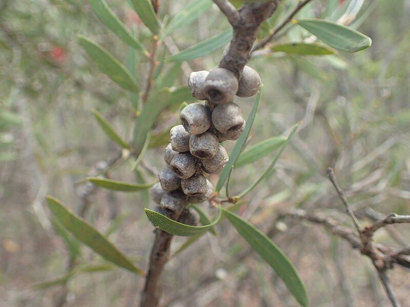 File:Melaleuca megalongensis fruit.jpg