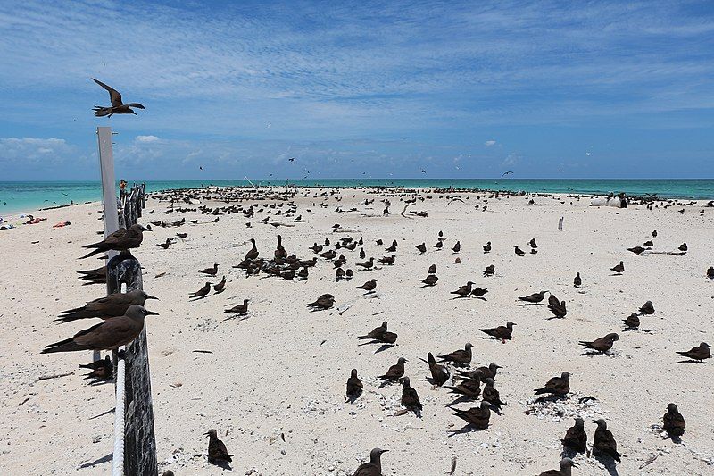 File:Michaelmas Cay 01.jpg