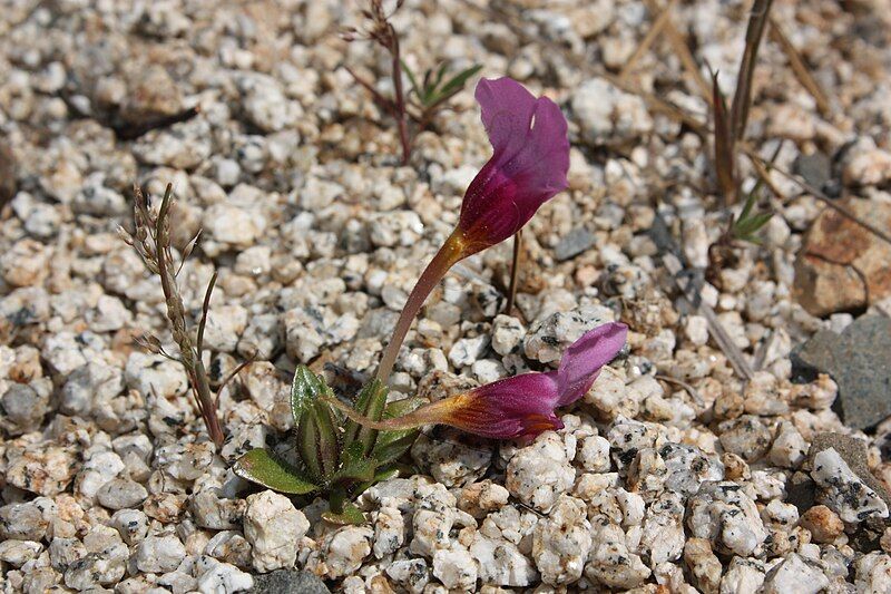 File:Mimulus douglasii 4525.jpg