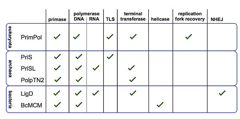 File:Multifunctional primases figure.jpg