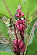 Musa rosea (Musaceae)