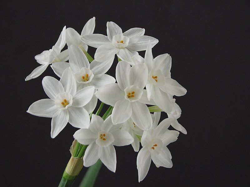 File:NarcissusPaperwhite01.jpg