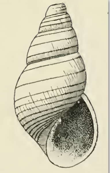 File:Odostomia excisa 001.png