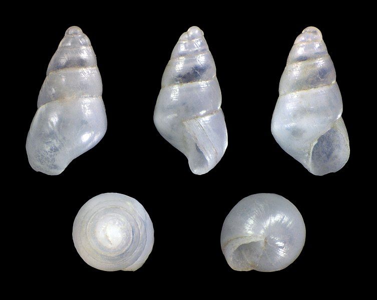 File:Odostomia omphaloessa 01.jpg