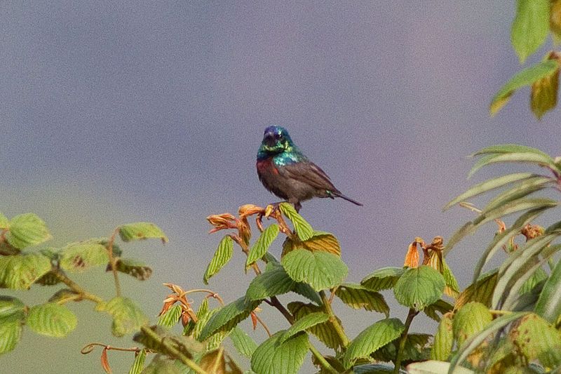 File:Orange-tufted Sunbird.jpg