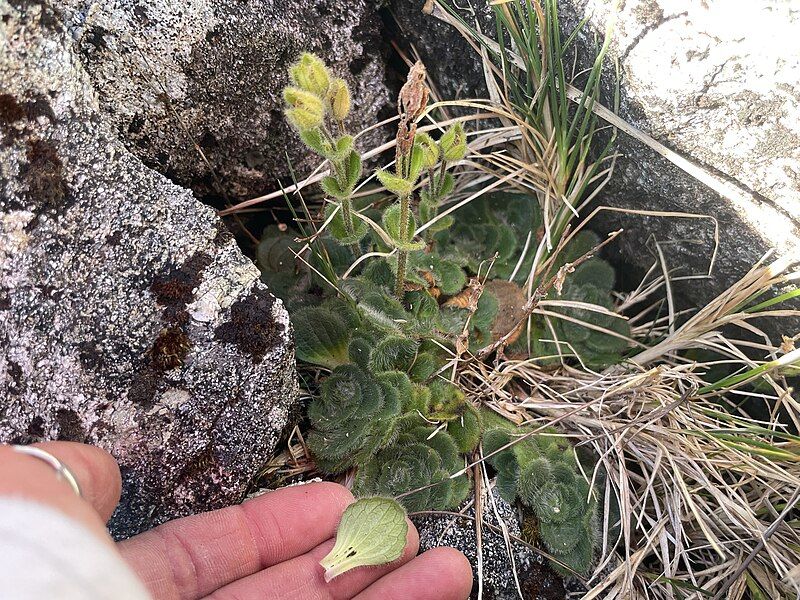 File:Ourisia confertifolia 259537550.jpeg