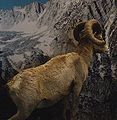 Bighorn Sheep