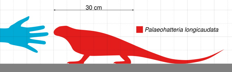 File:Palaeohatteria Scale.svg