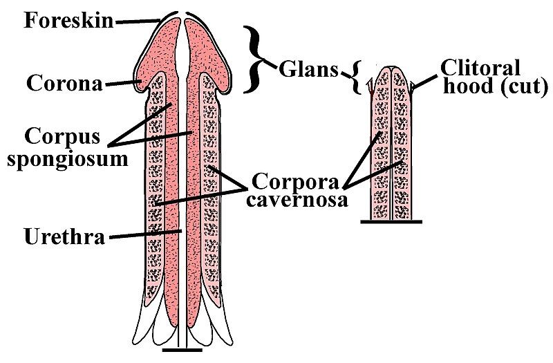 File:Penile-Clitoral Structure.JPG