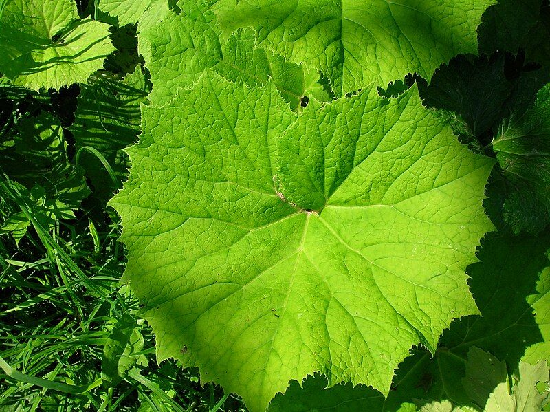 File:Petasites hybridus leaf.JPG