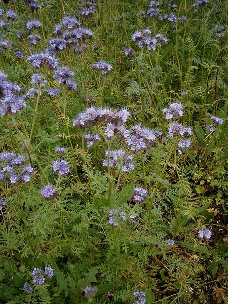 File:Phacelia tanacetifolia 03.jpg