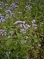 Phacelia tanacetifolia