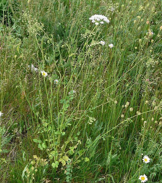 File:Pimpinella peregrina IP0705013.jpg