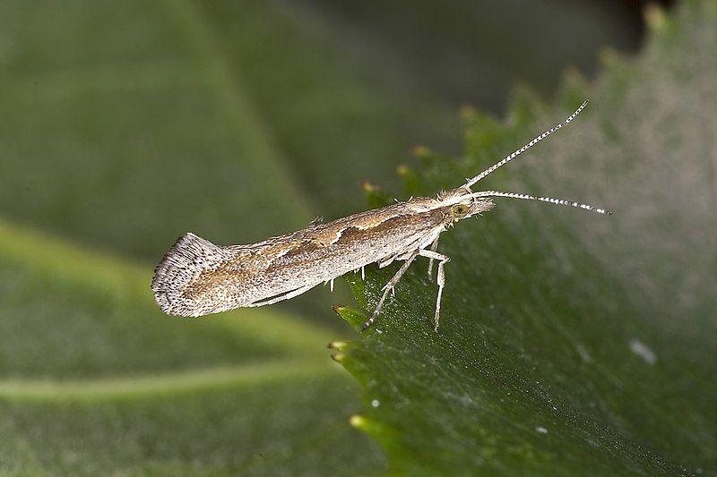 File:Plutella.xylostella.7383.jpg