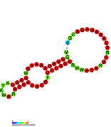 3'-terminal pseudoknot in PYVV: Predicted secondary structure taken from the Rfam database. Family RF01078.