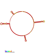 STnc560 Hfq binding RNA: Predicted secondary structure taken from the Rfam database. Family RF01407.