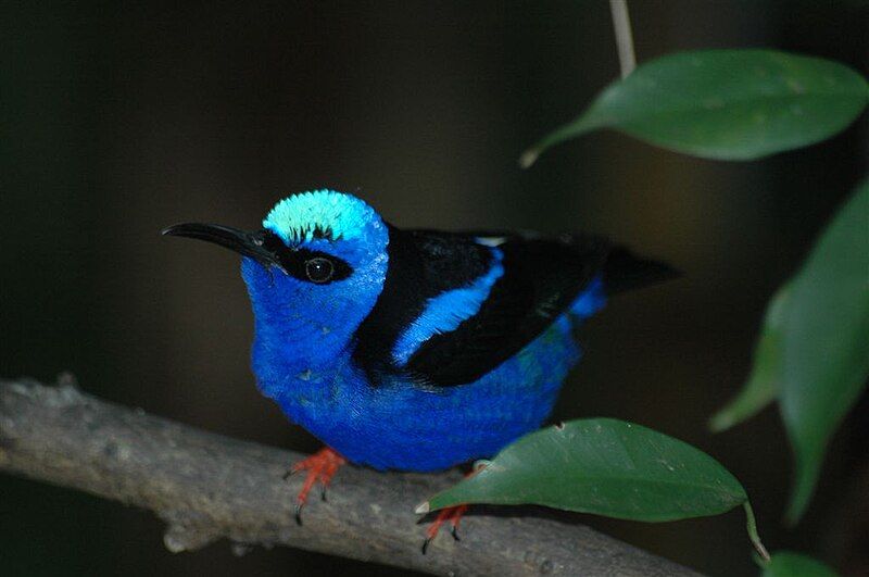 File:Red-leeged Honeycreeper.jpg