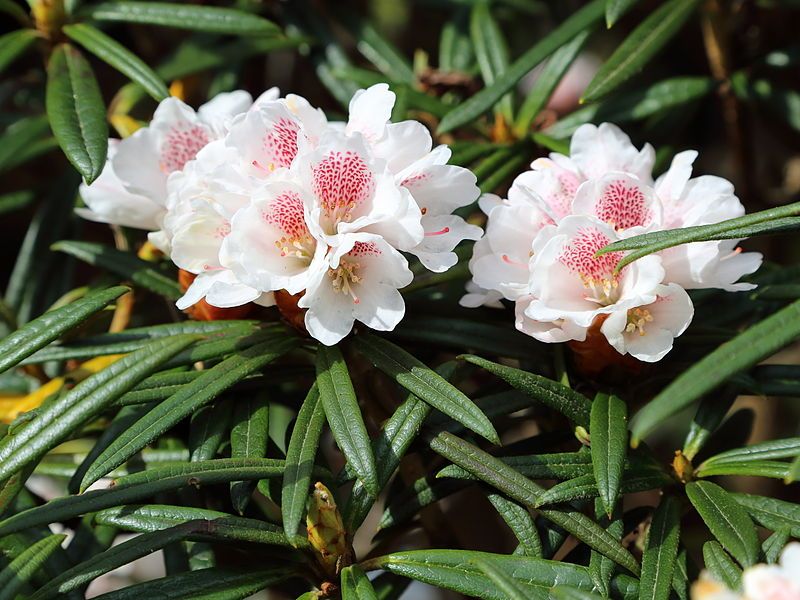 File:Rhododendron roxieanum-IMG 6699.JPG