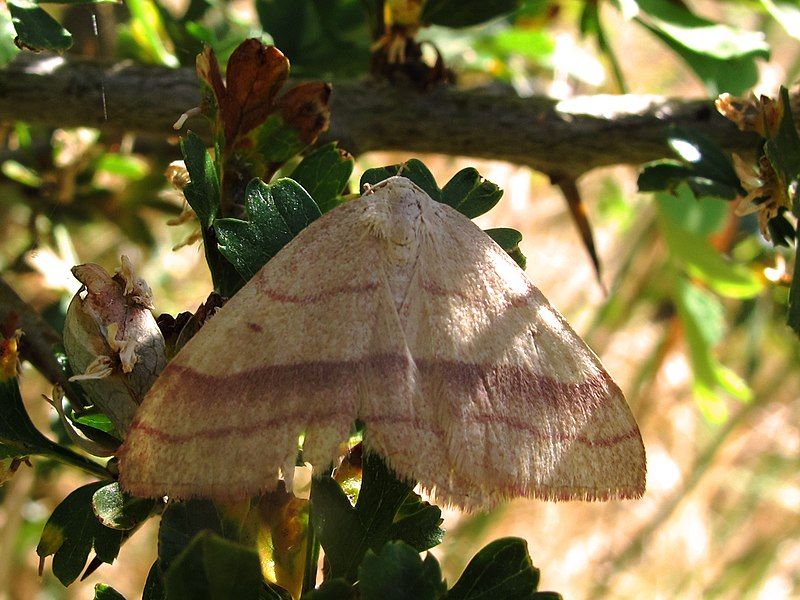 File:Rhodostrophia vibicaria.jpg