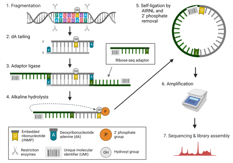 File:Ribose-seq Workflow.png