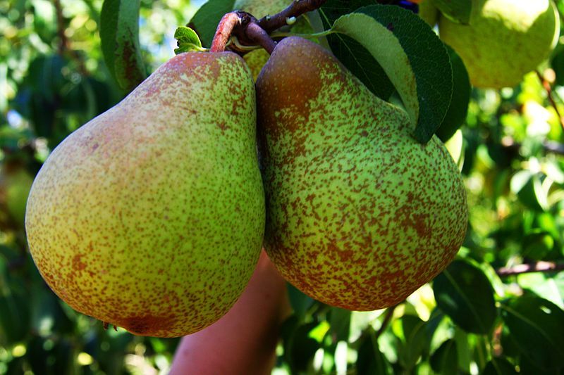 File:Rocha Pear.jpg