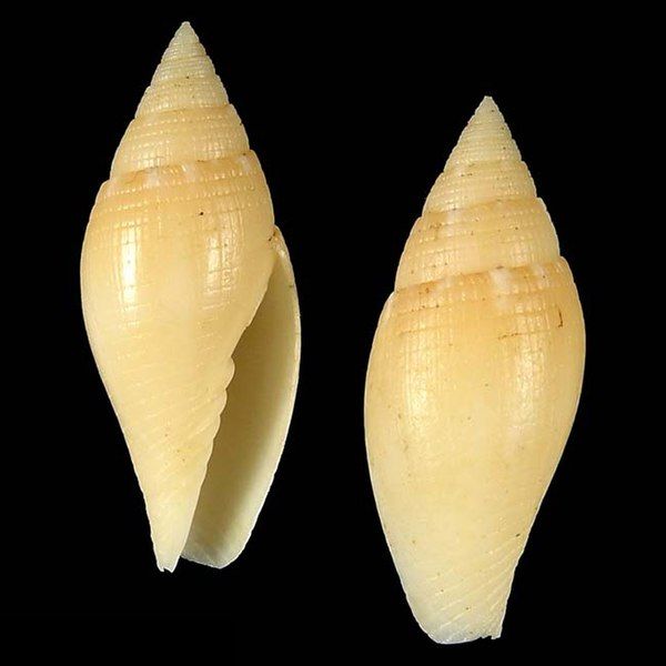 File:Seashell Scabricola geigeri.jpg