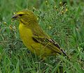 Brimstone Canary