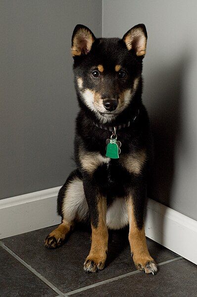 File:Shiba Inu black-and-tan.jpg