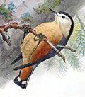 Illustration of S. przewalskii in worn plumage, by J.G. Keulemans