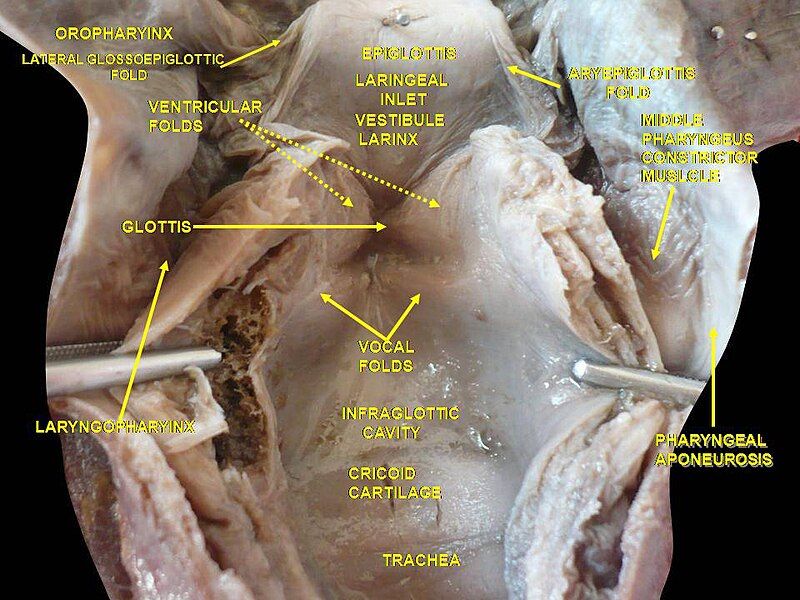 File:Slide3kuku.JPG