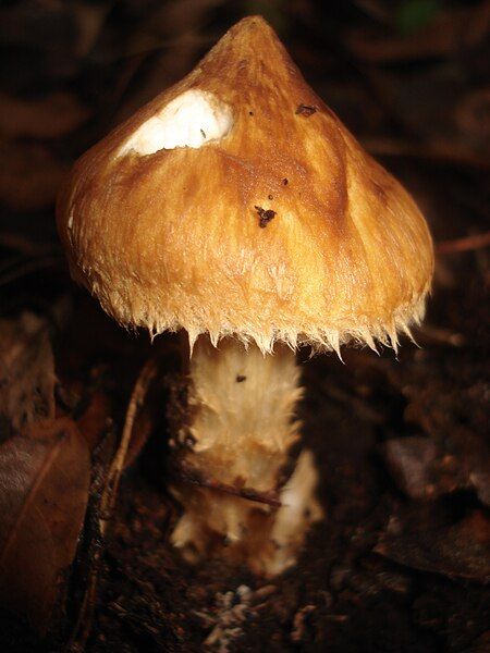 File:Squamanita umbonata 77648.jpg