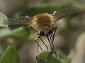 Bee fly of the genus Systoechus. Thanks to Joel Kits at BugGuide.net for ID.