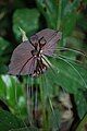 Tacca chantrieri