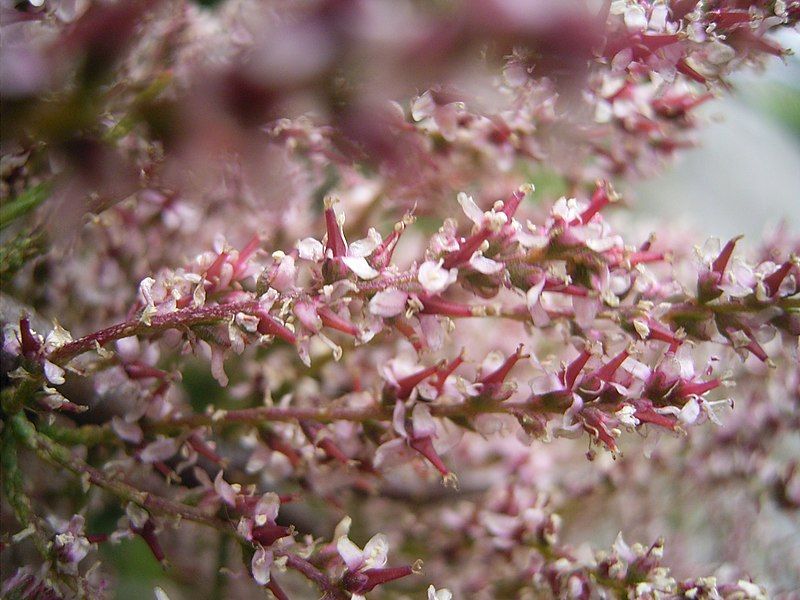 File:Tamarix gallica bloemen.jpg