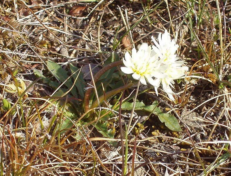 File:Taraxacum arcticum (Longyearbyen).JPG