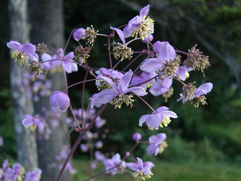 File:Thalictrum rochebrunnianum.jpg