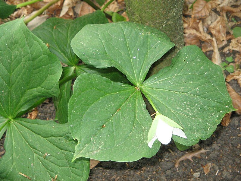 File:Trillium flexipes 01.jpg