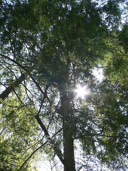 File:Tsuga canadensis2.jpg