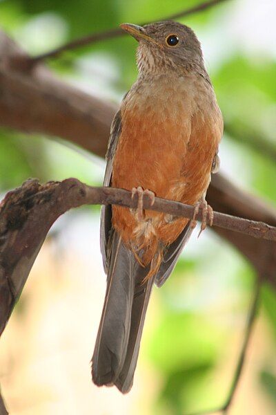 File:Turdus-rufiventris.jpg