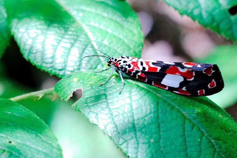 File:Utetheisa elata Butterfly.jpg