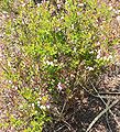 Vaccinium myrsinites, Florida evergreen blueberry