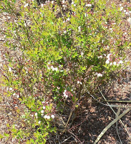 File:Vaccinium myrsinites.jpg