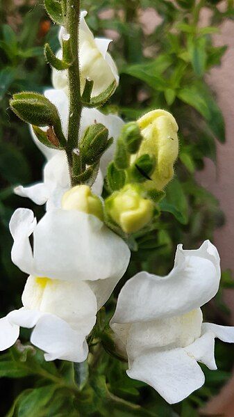 File:White-Snapdragon-Flower(Antirrhinum majus) 01.jpg