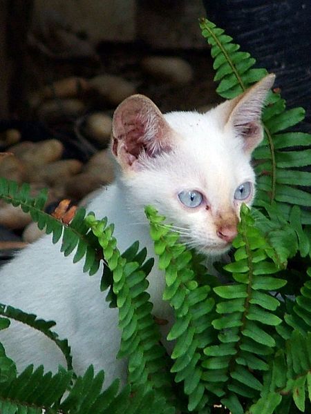 File:White cat.jpg