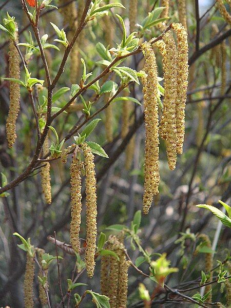 File:YASHABUSHI Alnus firma.jpg